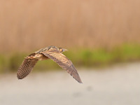 Stage photo spécial oiseaux migrateurs