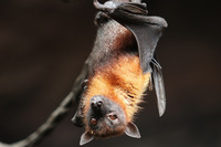 Chauves-souris, reines de la nuit