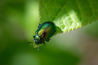 Sortie nature : insectes et fruits sauvages des versants chauds