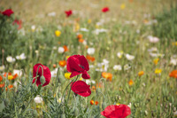 En quête des plantes sauvages formidables en automne !