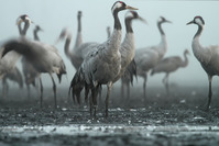 Découverte des oiseaux hivernants