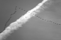 Découverte des oiseaux migrateurs et du dortoir à grues cendrées