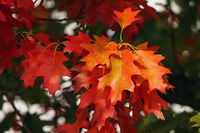 Couleurs natures