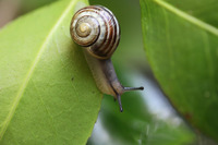 Autour de l'escargot