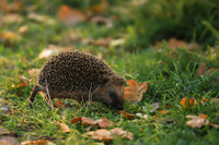 Le discret du jardin