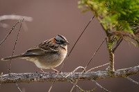 Atelier création d'une mangeoire à oiseaux