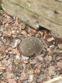 Atelier découverte de la forêt