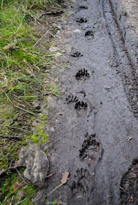 Atelier sur les traces des animaux
