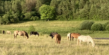 Ferme équestre Le Rupt - Rupt-devant-Saint-Mihiel