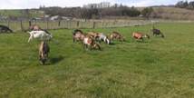 Ferme du P'tit Ban-Houé - Chaillon