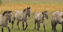 Réserve naturelle régionale de l'étang de Lachaussée - Lachaussée