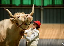 Aston le taureau - Vigneulles-lès-Hattonchâtel