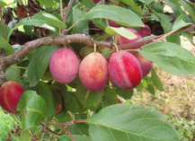 Verger conservatoire arefe prunes et mirabelles de Lorraine - Vigneulles-lès-Hattonchâtel