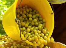 Au grenier fruitier - Geville