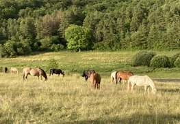 Ferme équestre Le Rupt - Rupt-devant-Saint-Mihiel