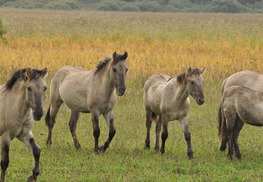 Réserve naturelle régionale de l'étang de Lachaussée - Lachaussée