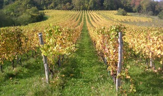 DOMAINE DE MUZY - Combres-sous-les-Côtes