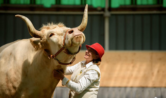Aston le taureau - Vigneulles-lès-Hattonchâtel