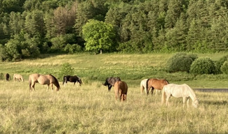 Ferme équestre Le Rupt - Rupt-devant-Saint-Mihiel