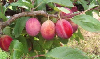 Verger conservatoire arefe prunes et mirabelles de Lorraine - Vigneulles-lès-Hattonchâtel