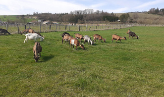 La ferme du P'tit Ban-Houé - Chaillon