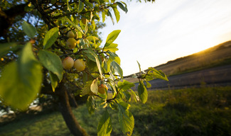 Hautcolas fruits - Heudicourt-sous-les-Côtes