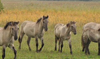 Réserve naturelle régionale de l'étang de Lachaussée - Lachaussée