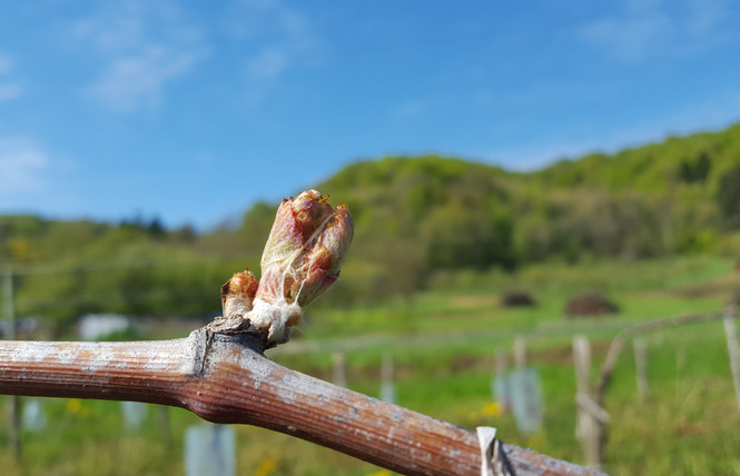 Domaine de la Goulotte 6 - Saint-Maurice-sous-les-Côtes