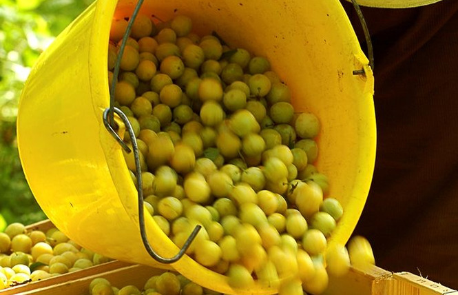 Au grenier fruitier 1 - Geville