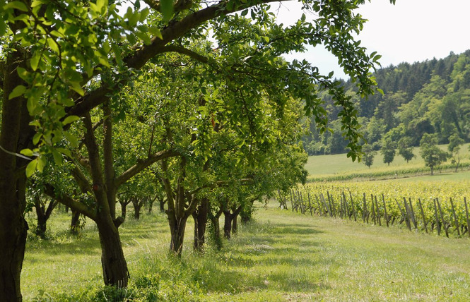 Les côtes de Meuse 2 - Vigneulles-lès-Hattonchâtel