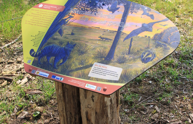 Réserve naturelle régionale de l'étang de Lachaussée 4 - Lachaussée