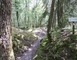 BOIS D'AILLY - TRANCHEE DE LA SOIF 2 - Han-sur-Meuse