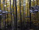 Vent des forêts 2 - Fresnes-au-Mont