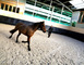 Haras de Madine 3 - Heudicourt-sous-les-Côtes