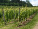Les côtes de Meuse 4 - Vigneulles-lès-Hattonchâtel